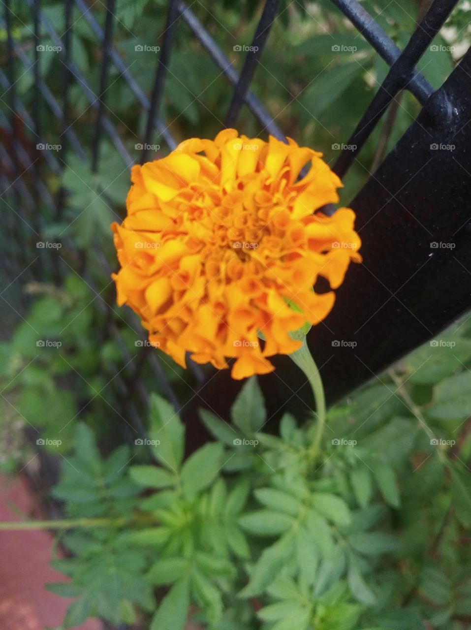 sunflower yellow seasonal fresh shurb small size looks very beautiful generally found everywhere