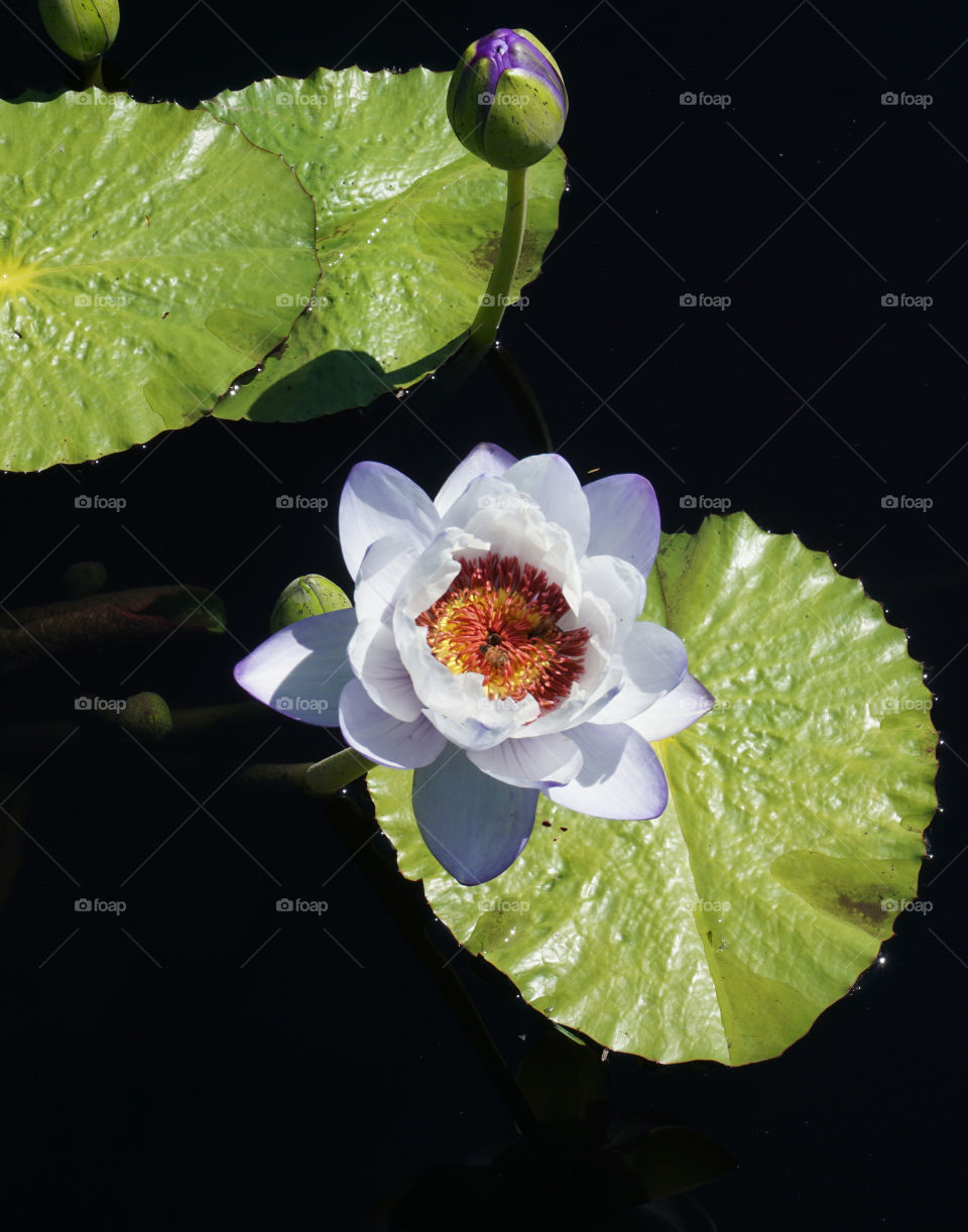 Lily pad with white flower blooming 