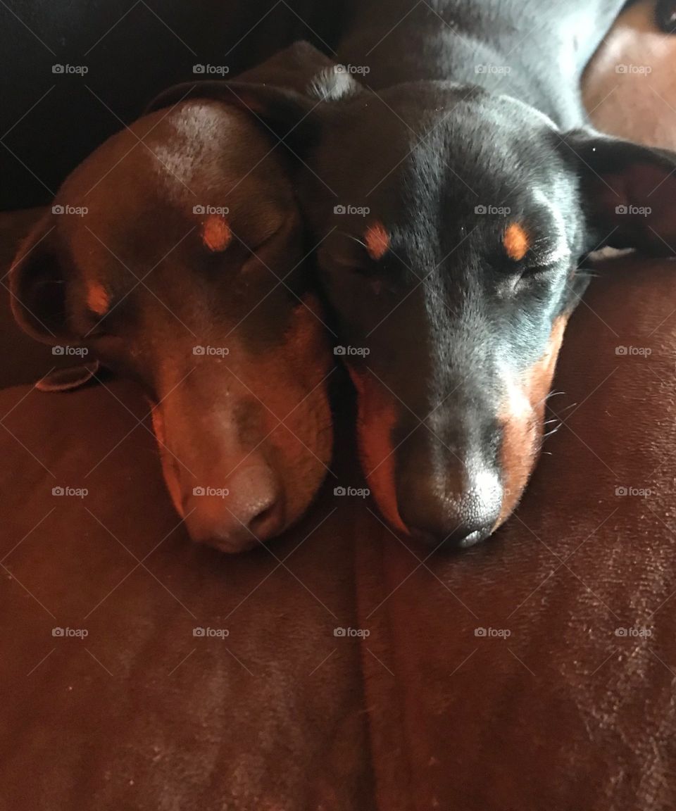 mother and daughter dachshunds 