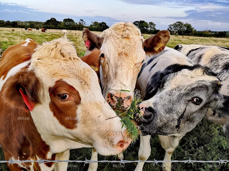 Cows