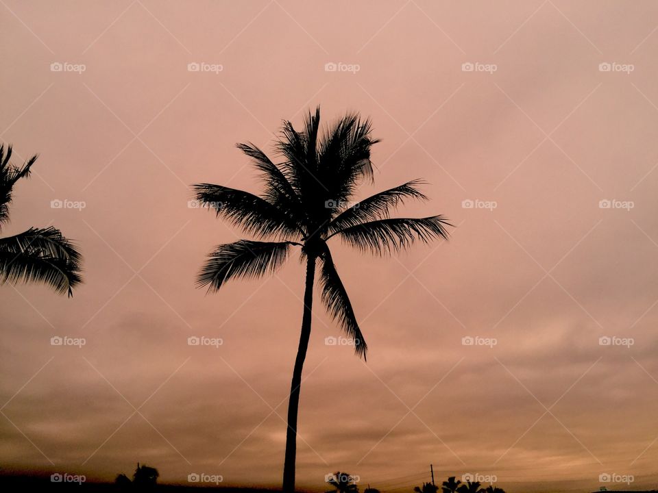 Lonesome Palm Tree