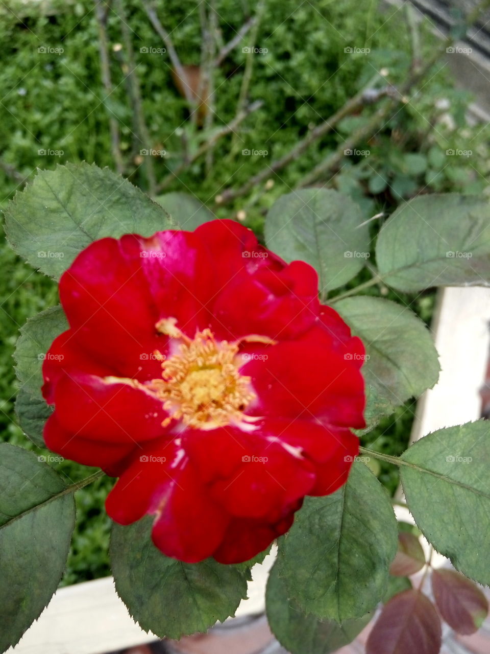 focused on beauty of nature in the center of this picture! red flower!!