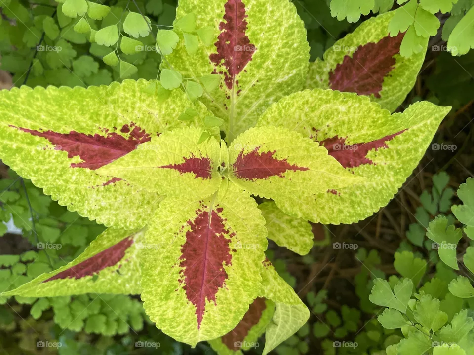 Green and red