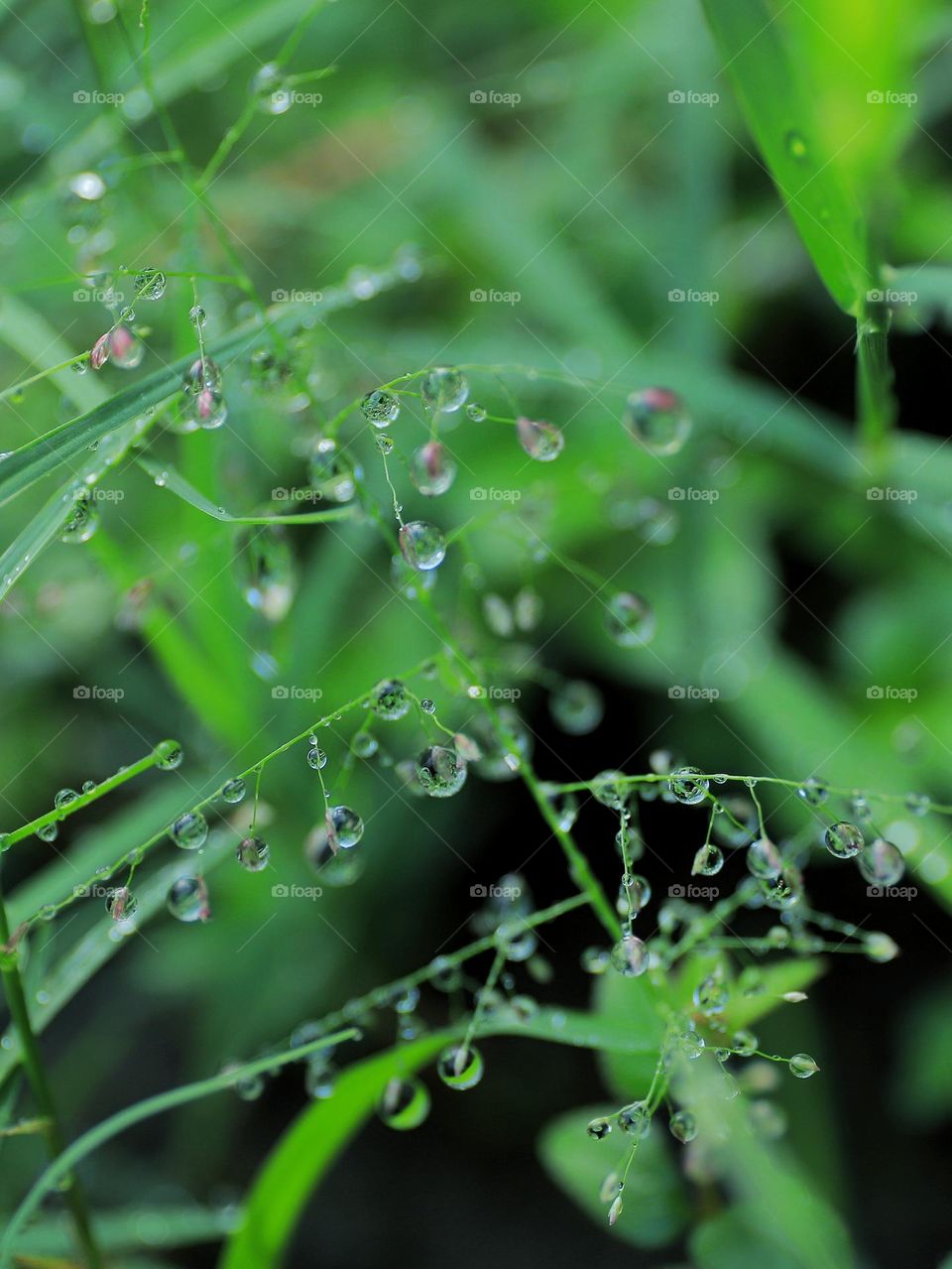 dew after the rain