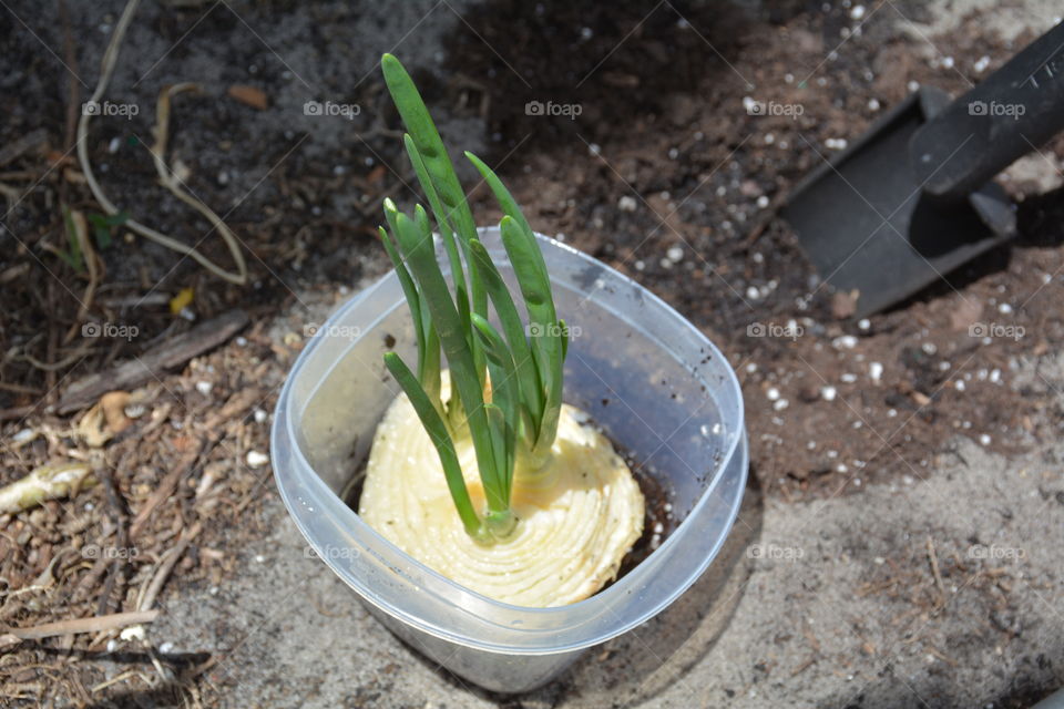 Growing onions from kitchen scraps