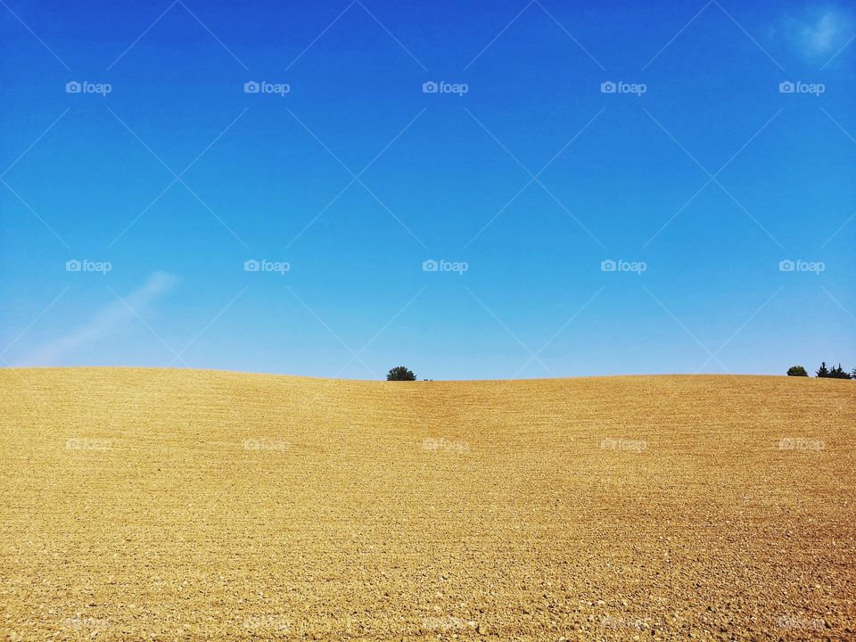 lonely tree in the middle of the countryside