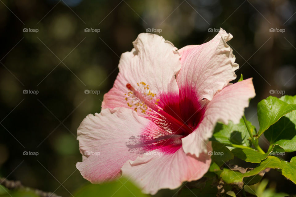 Close-up of hibiscus flower