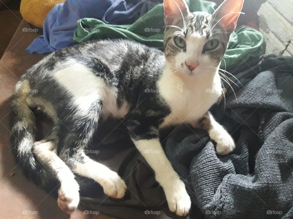 só no sossego gato derickson