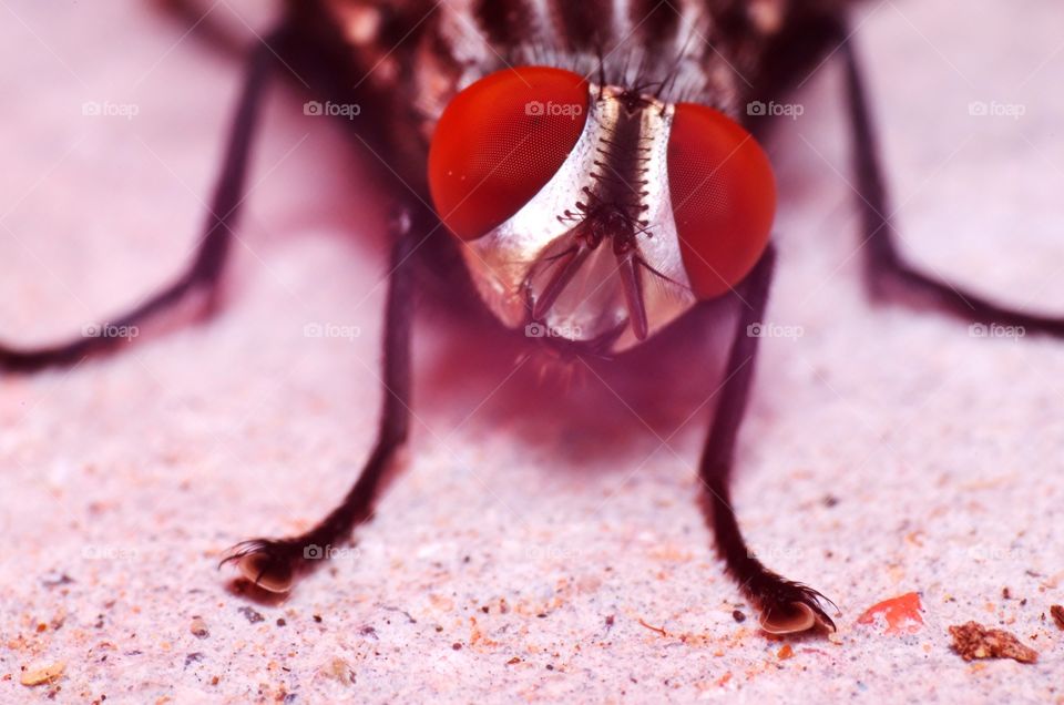 Macro photo of a fly in my backyard.
