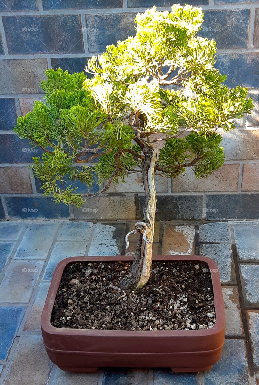 Juniperus Sabina Bonsai
