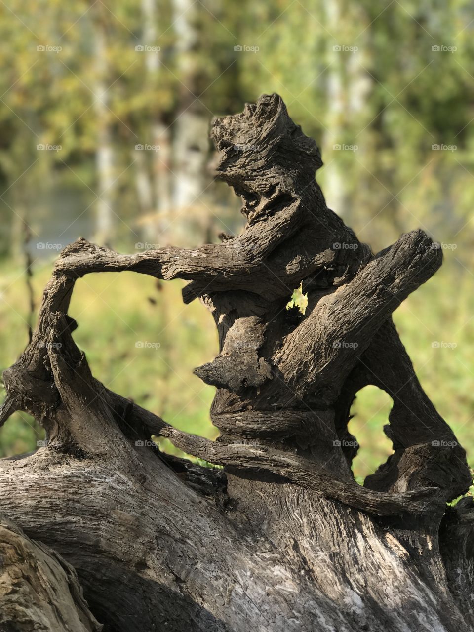 Nature is the best sculptor! The snag turned out to be a sculpture. Or maybe it's the devil?