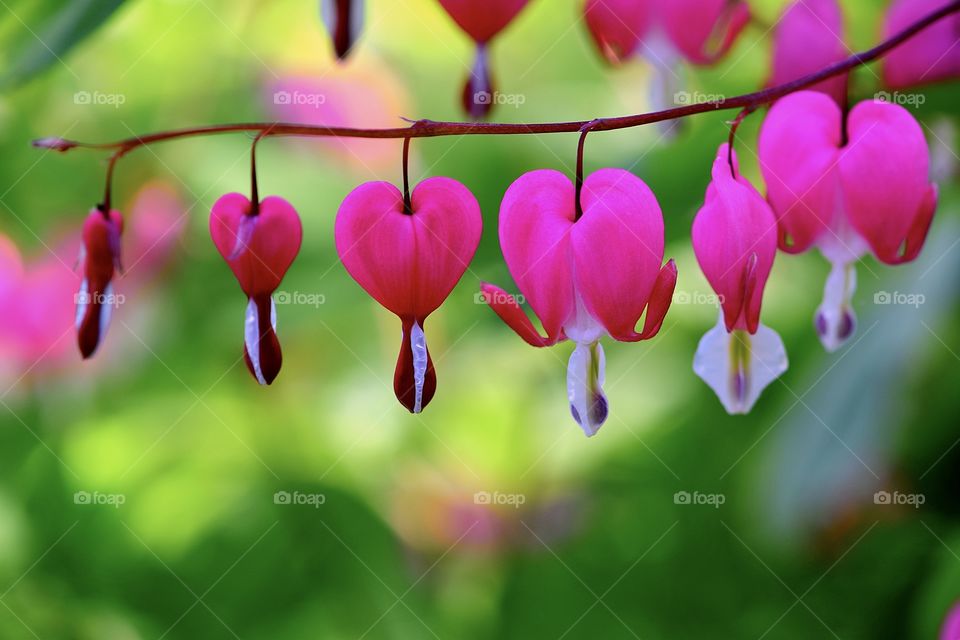 Bleeding heart