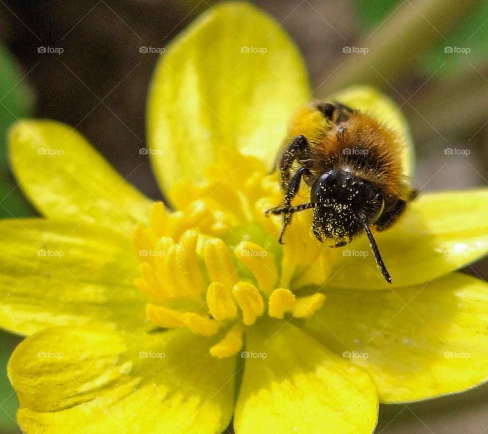 close-up of a bee covered in pollen on a blooming yellow wildflower