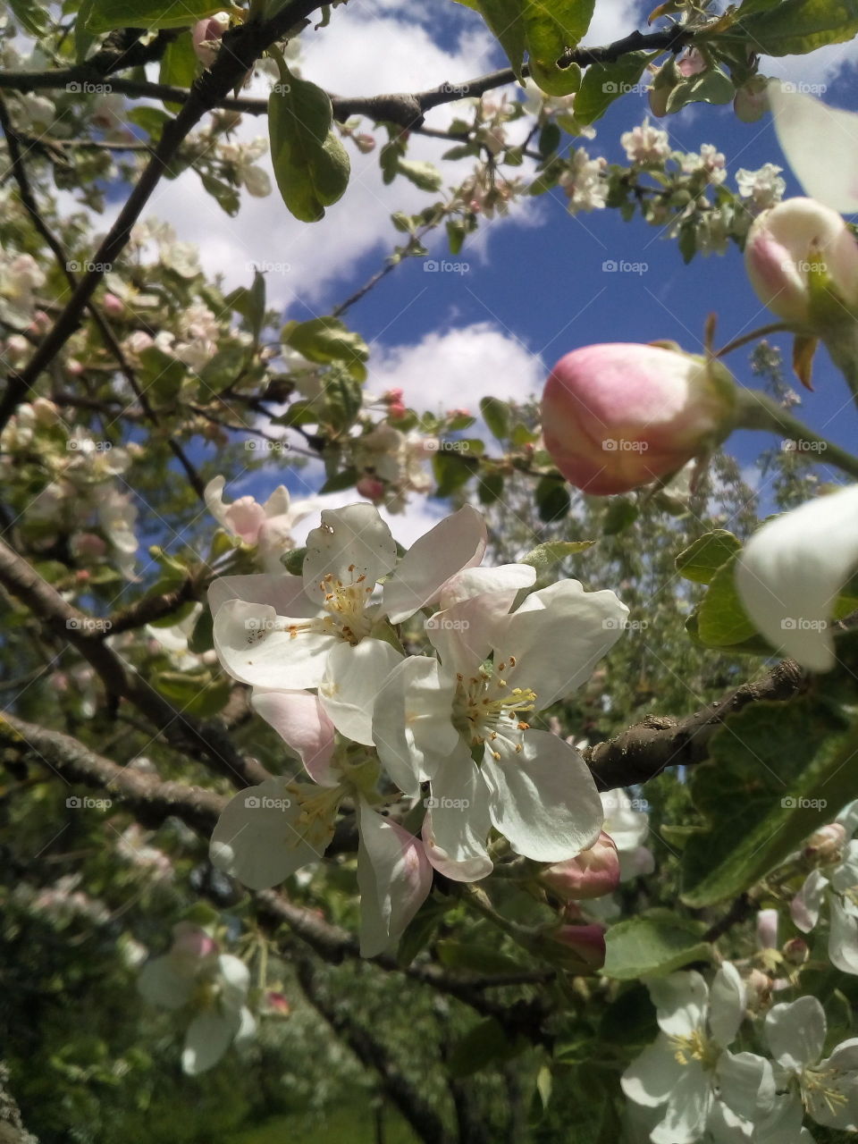 Low angle view of tree branch
