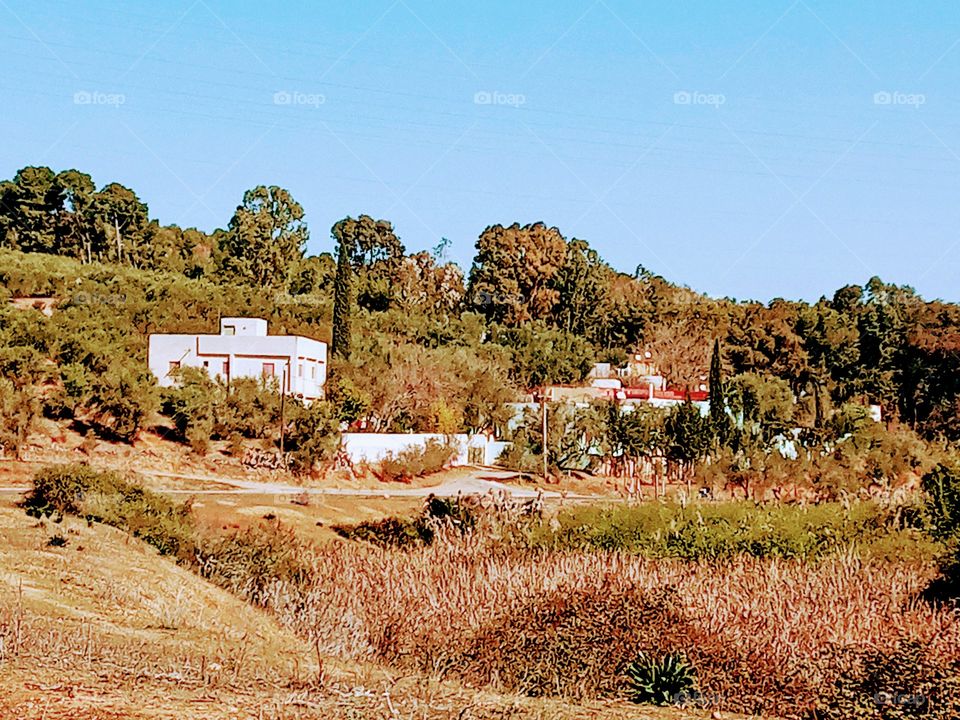 House's between the nature