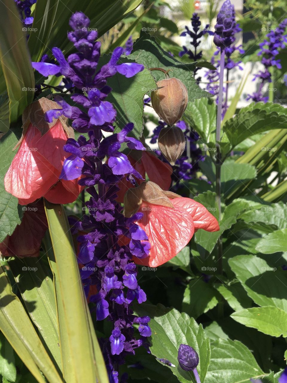 Flowers : Salvia and Abutilon