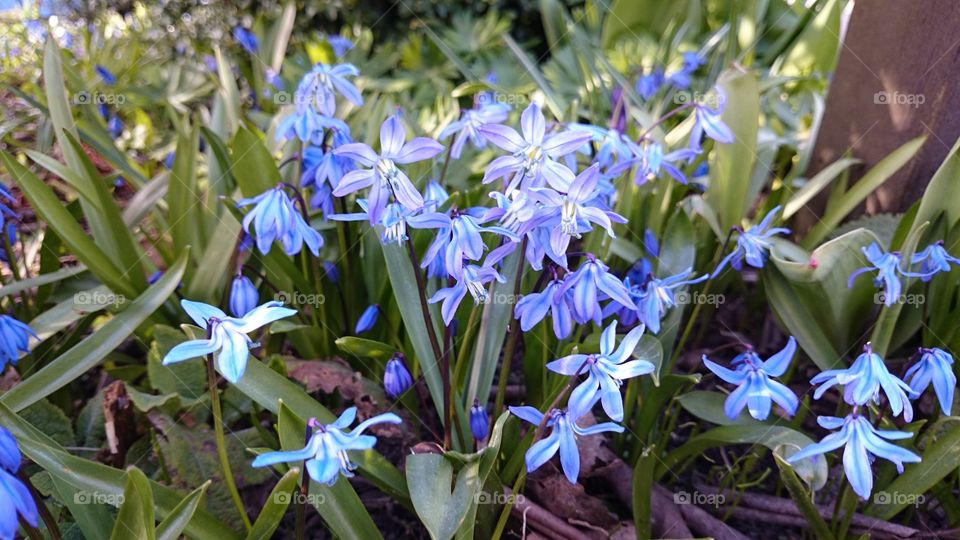 blue squill flowers