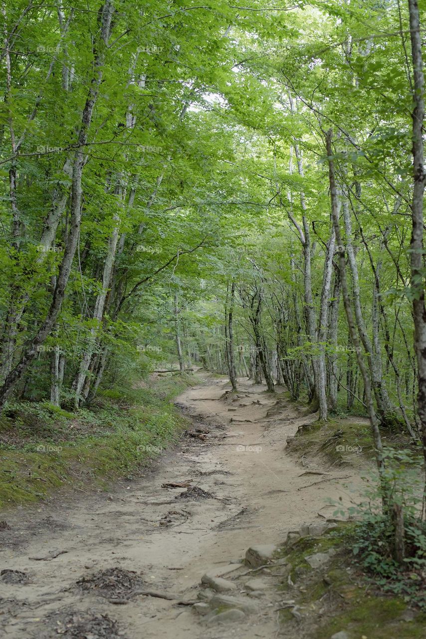 beautiful magical forest