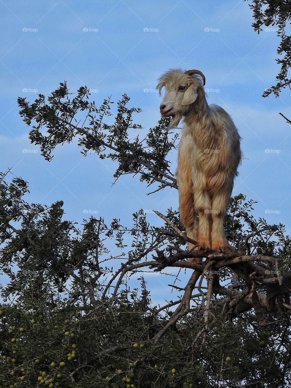 Goat in a tree