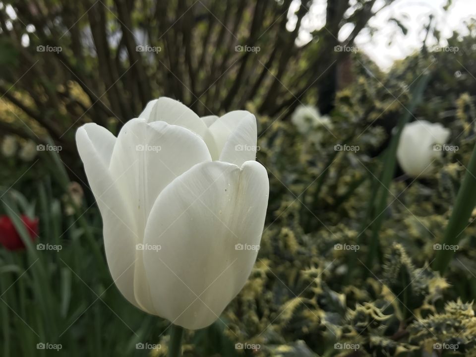 Tulip, spring, April 2017