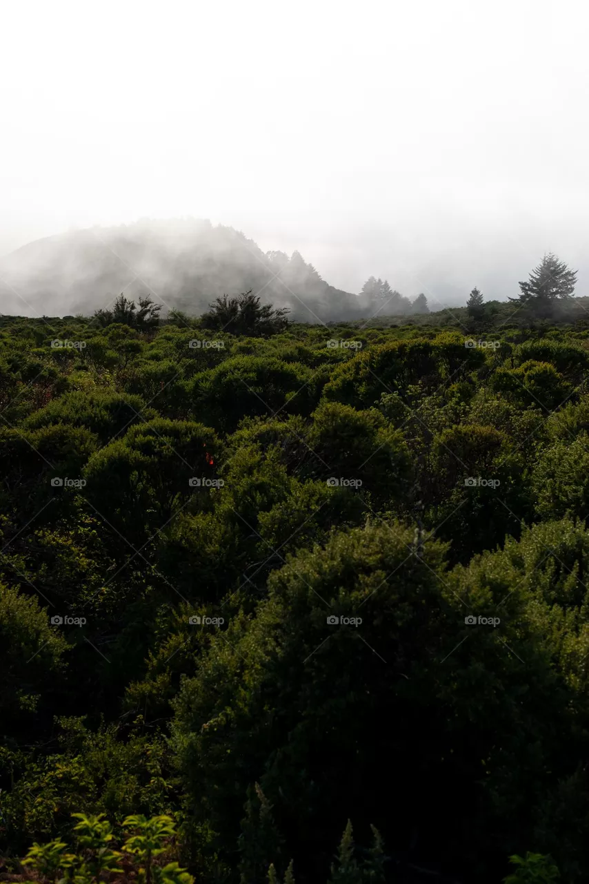 Foggy Hillside