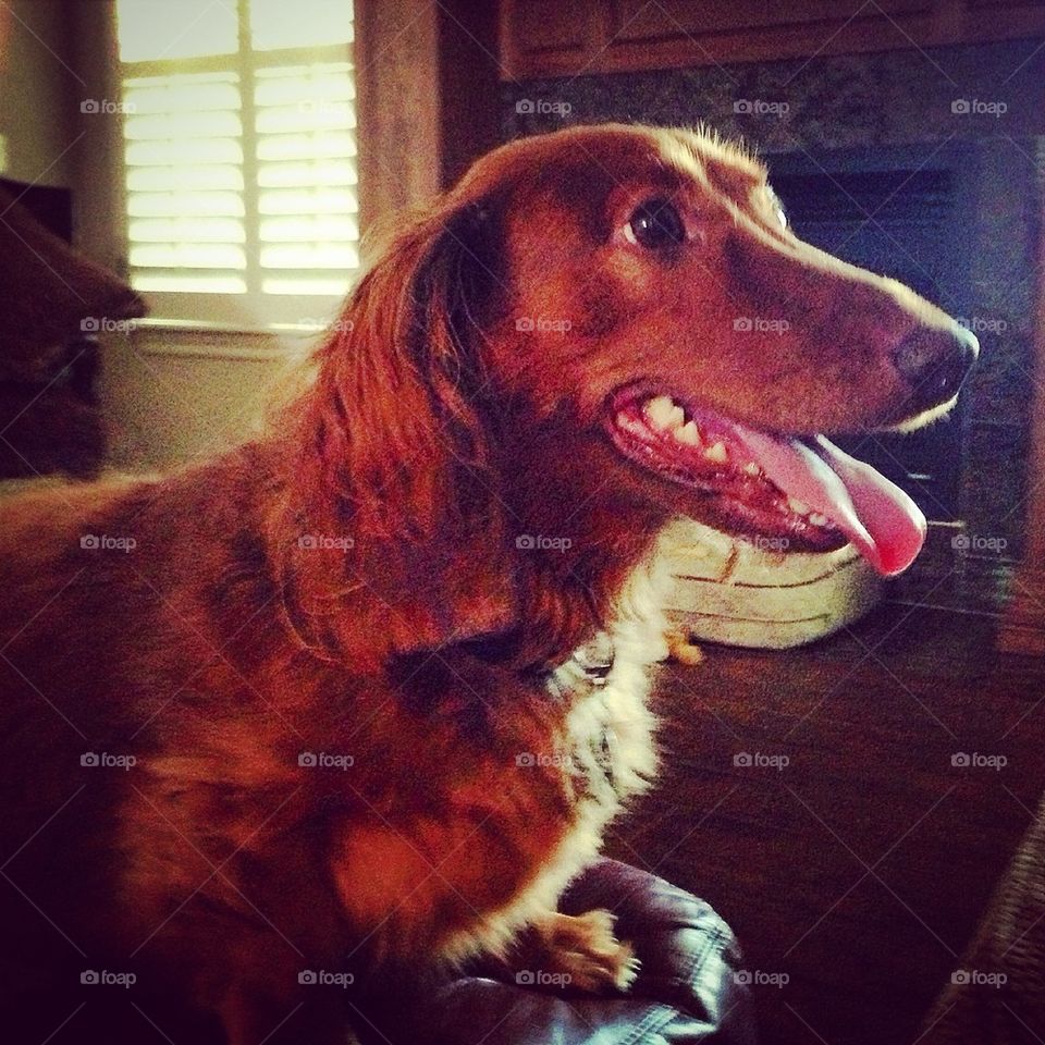 Long Haired Dachshund