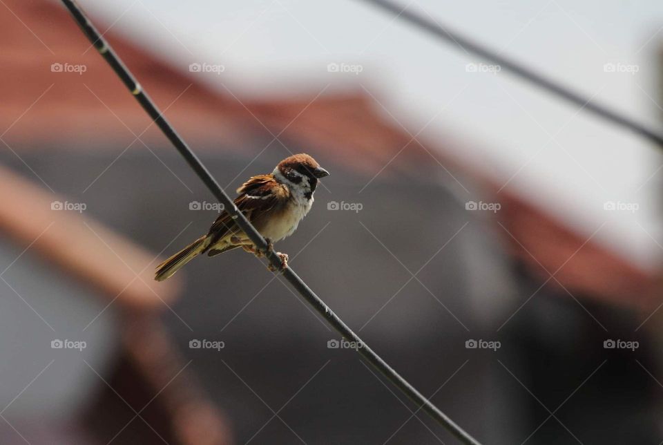 Eurassian Tree Sparrow. Incommon birds with the scientific name of Passer montanus . The birds ready for watching at the city, regency with the number of large. Making their nest at the roof .