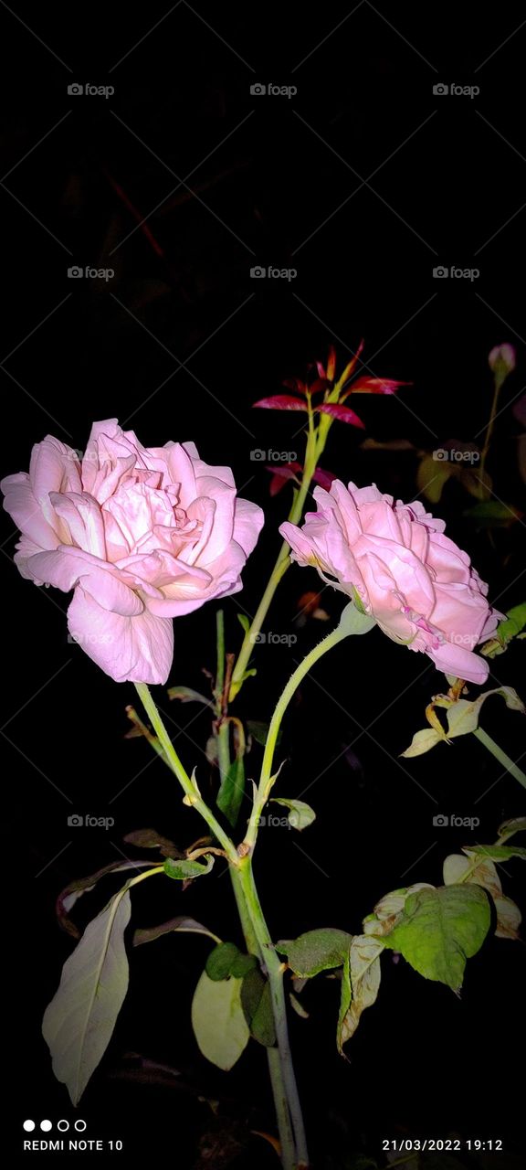 amazing flower soo looking beautiful