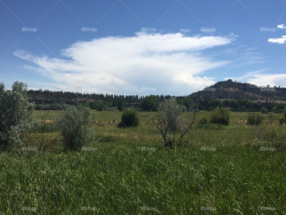 Landscape, Tree, No Person, Sky, Nature