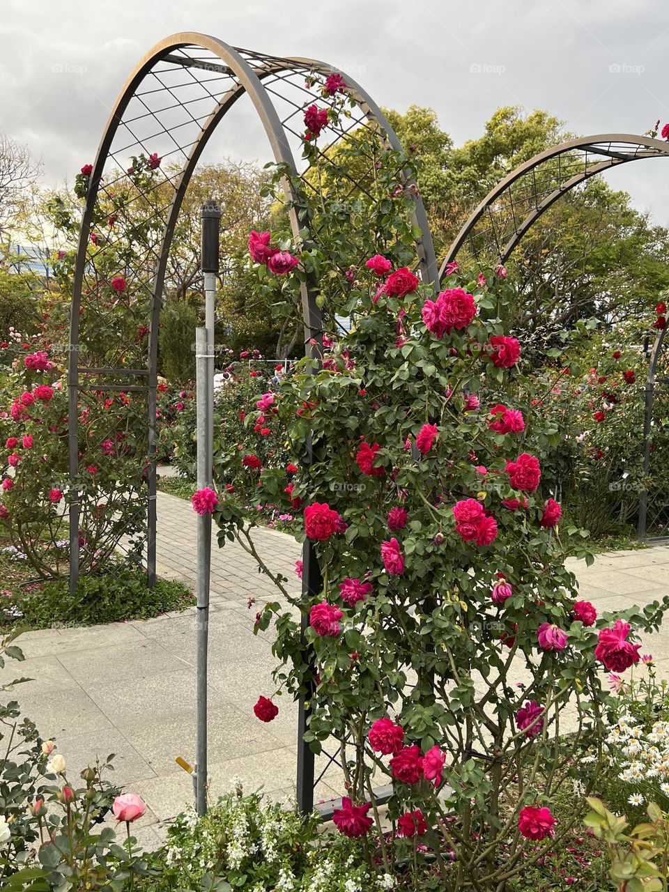 Red roses in Yuanshan Flower Expo Park Taipei