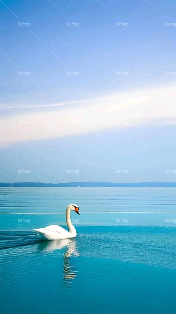 A very beautiful picture, and there is no better picture than it. There is no better picture of green herbs and colorful, red and white roses than it. Glory be to God, the natural and picturesque view, and there is no more wonderful picture than it.