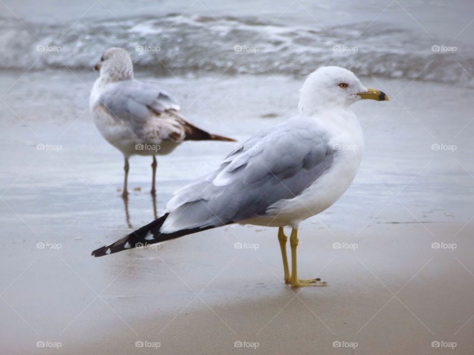 Seagulls