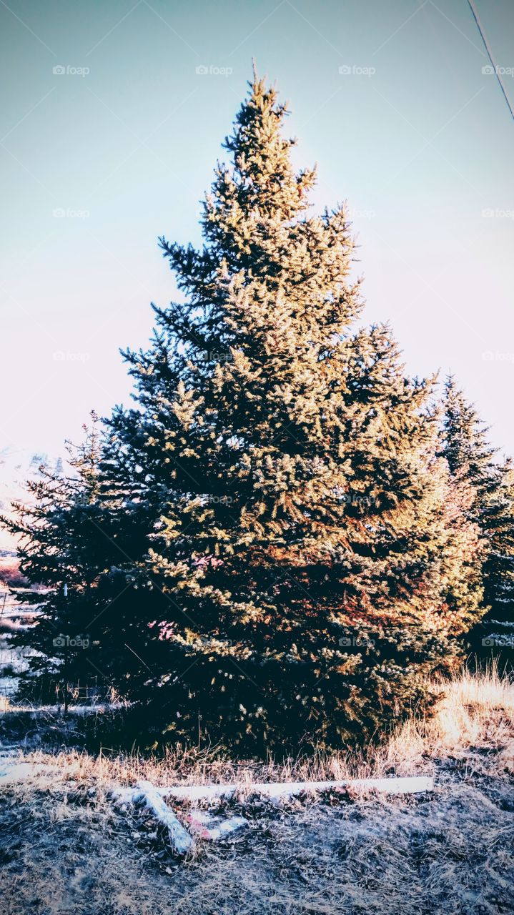 conifer tree