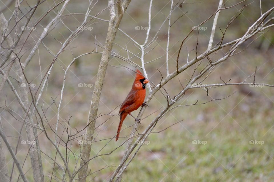 Cardinal in a tree 