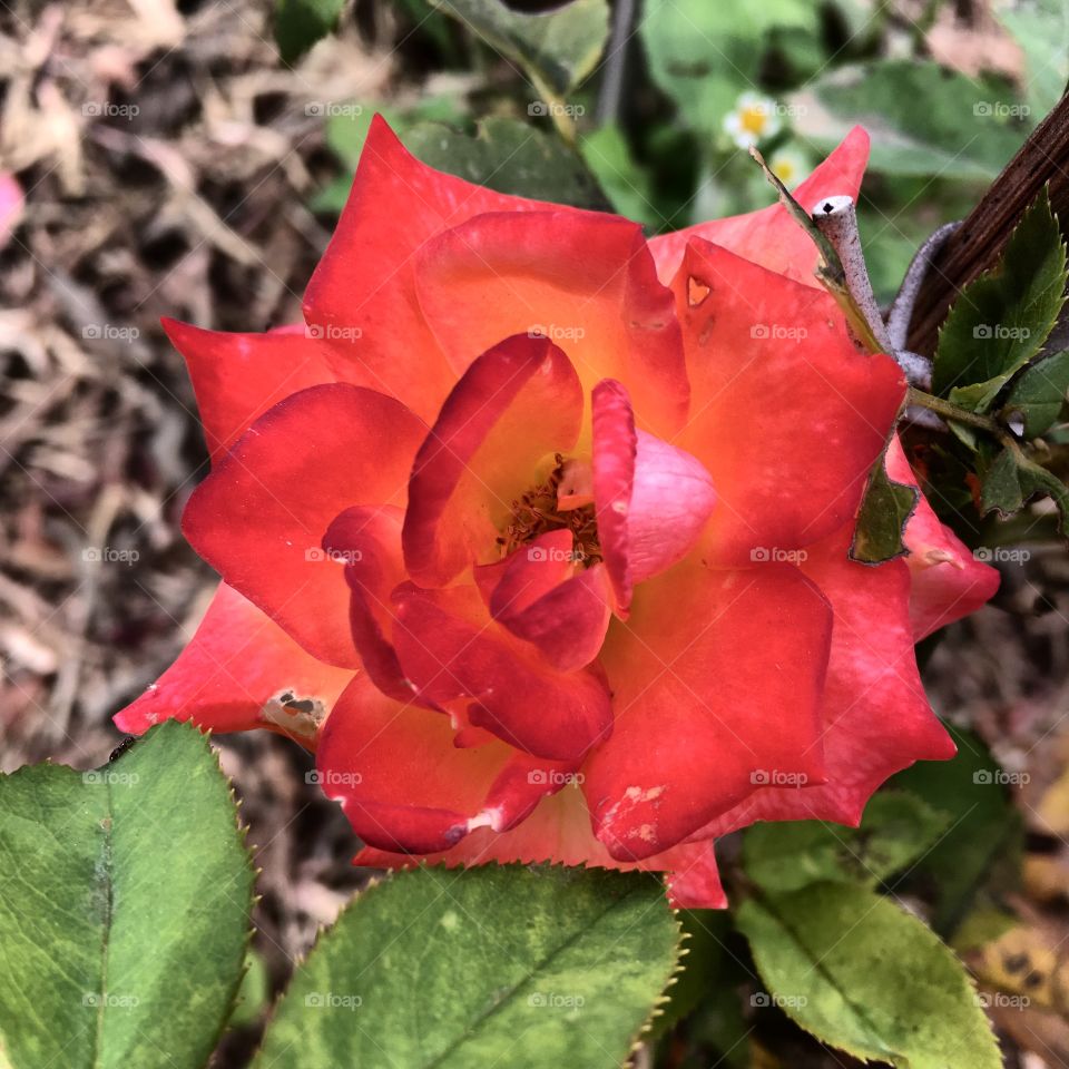 🌺Fim de #cooper!
Suado, cansado e feliz, alongando e curtindo a beleza das #flores. E a escolhida de hoje foi a nossa #roseira #coral, que ontem desabrochou.
🏁
#corrida #treino #flor #flowers #pétalas