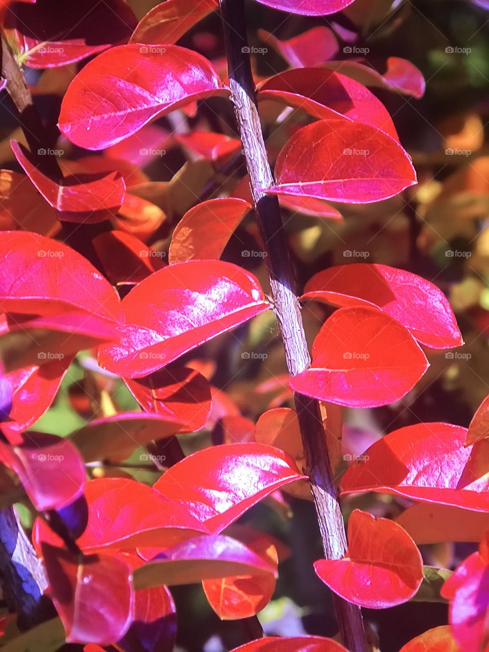 Red leaves and Plants