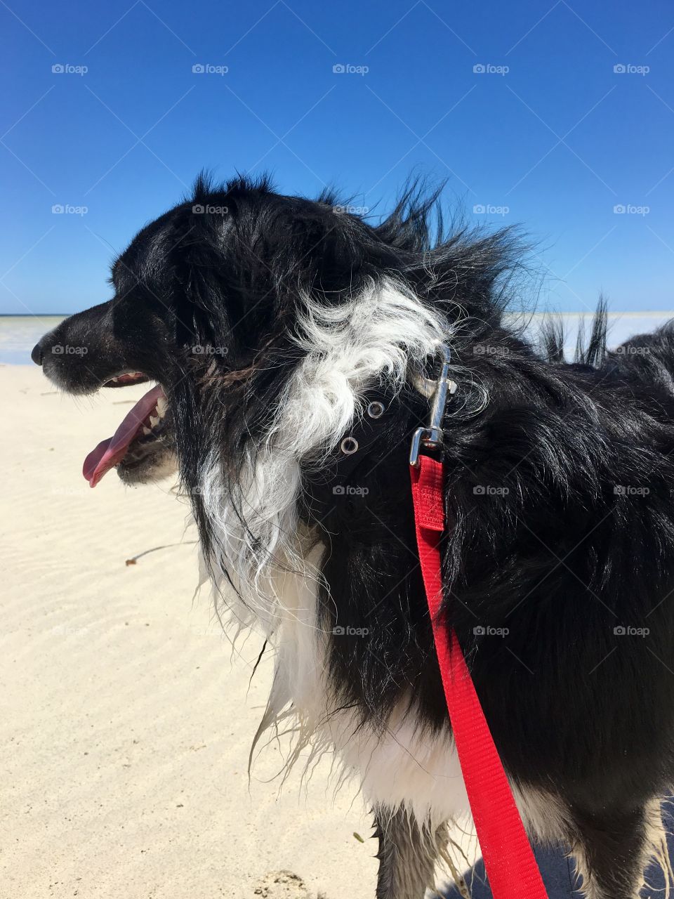 Side profile border collie on r d leash at ocean beach