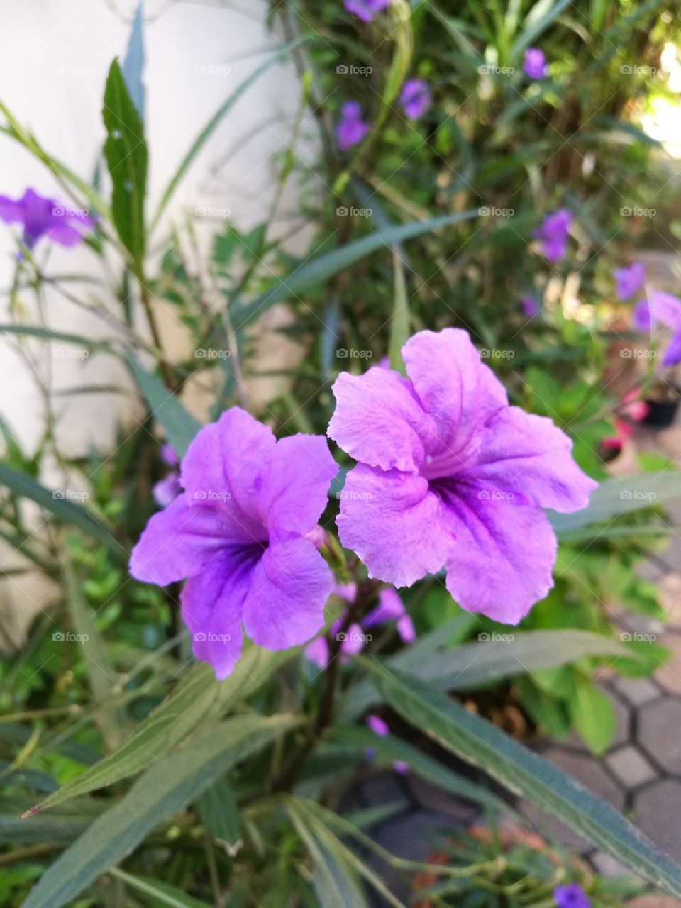 Two beautiful purple waterkanon flowers bloom in garden.