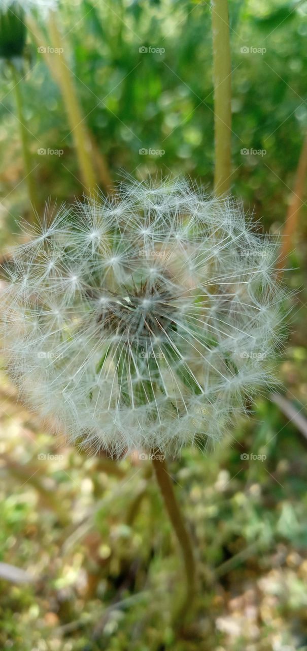 dandelion