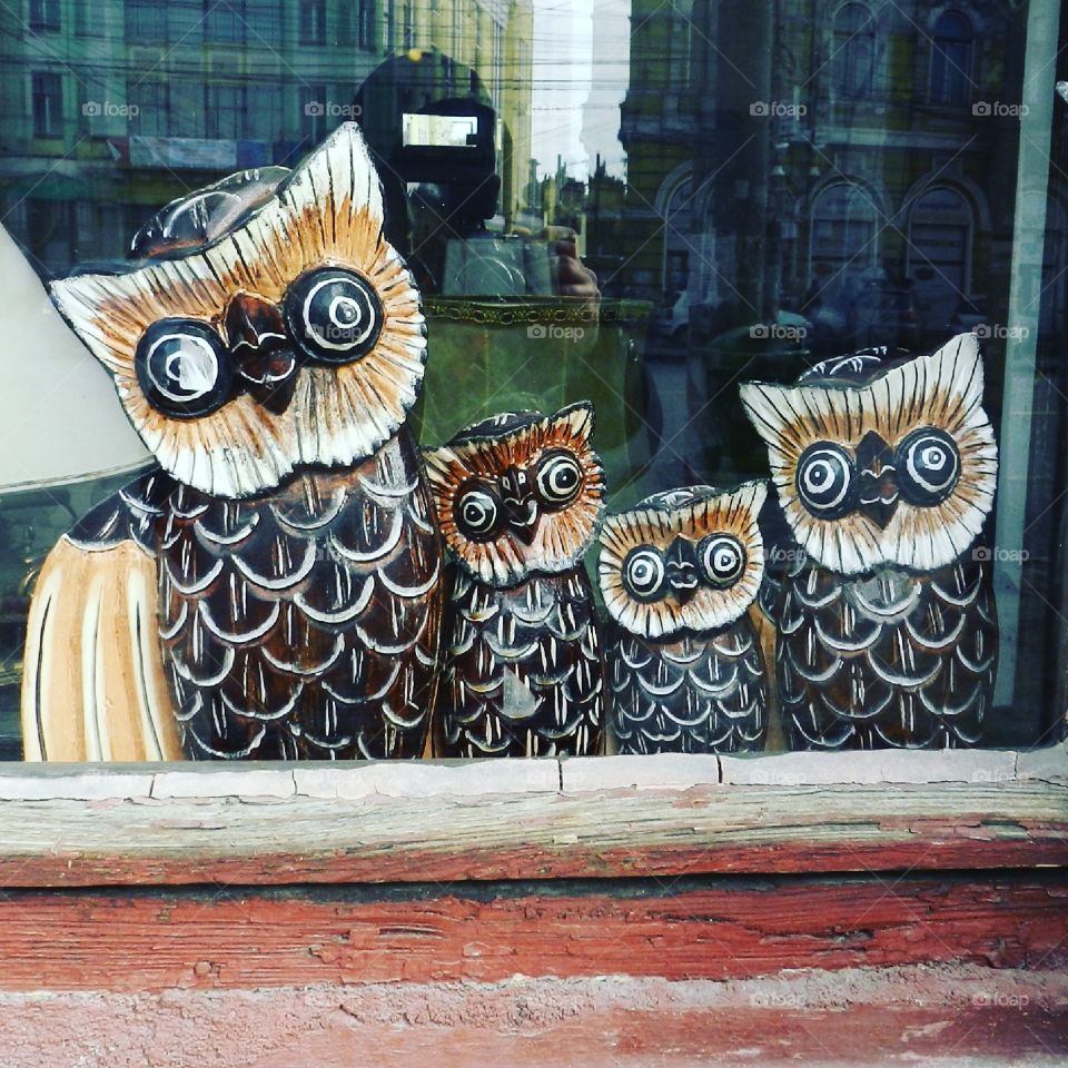owls in the showcase