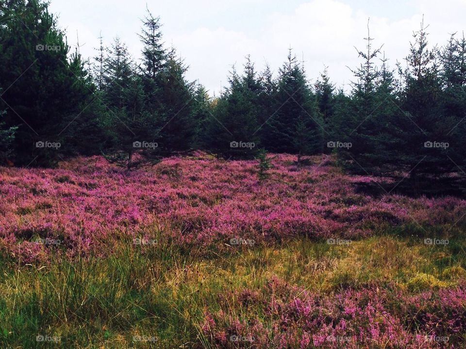 Heather in forest