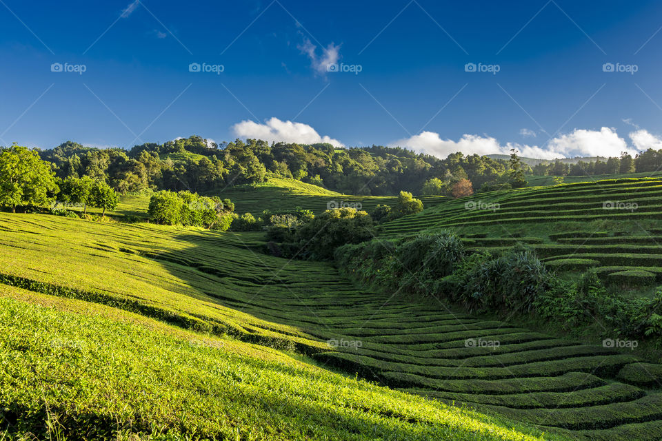 Hiking on the trail of tea plantation in Sao Miguel island, Azores, Portugal.