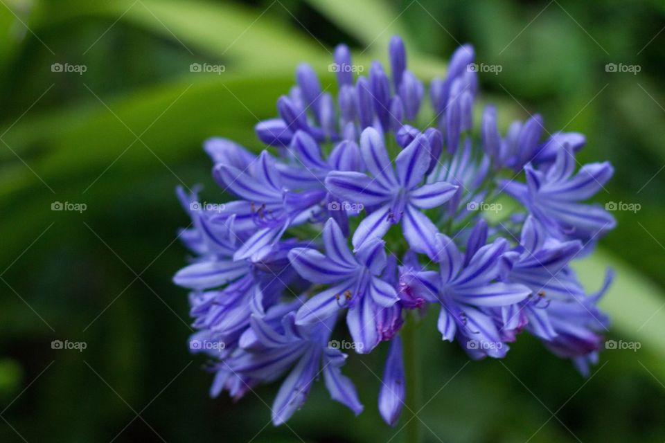 Purple Campanula