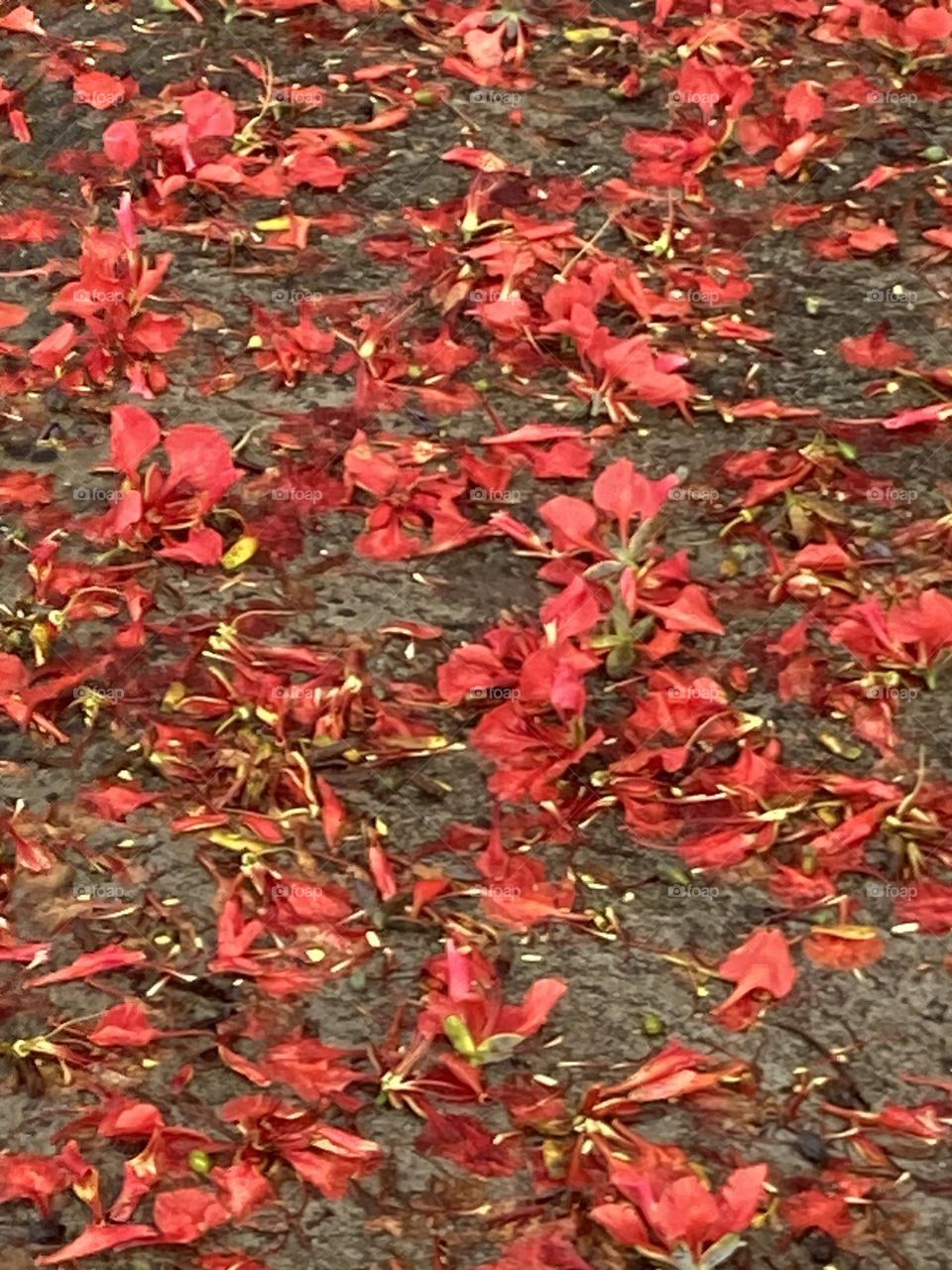 Chão coberto naturalmente por flores vermelhas que caíram com o vendaval. Quadro magnífico de flores.