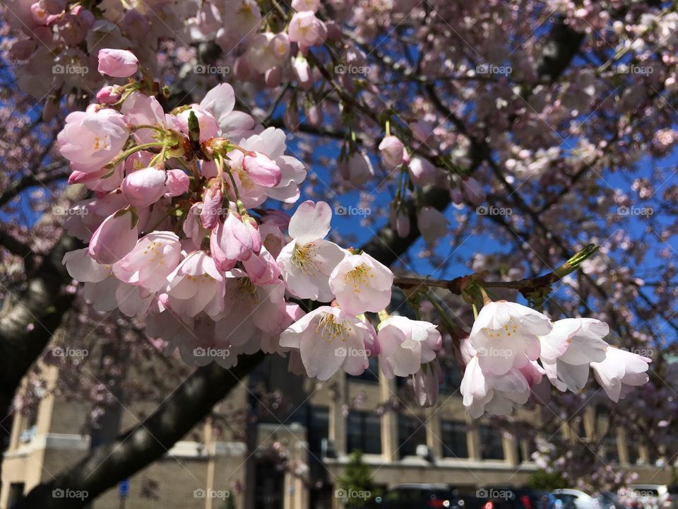 Pink blossoms in Connecticut