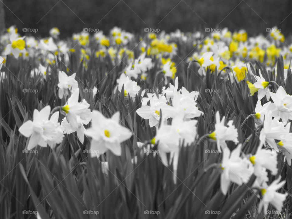 Daffodil Field