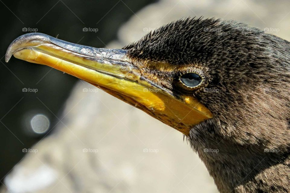 Baby Cormorant