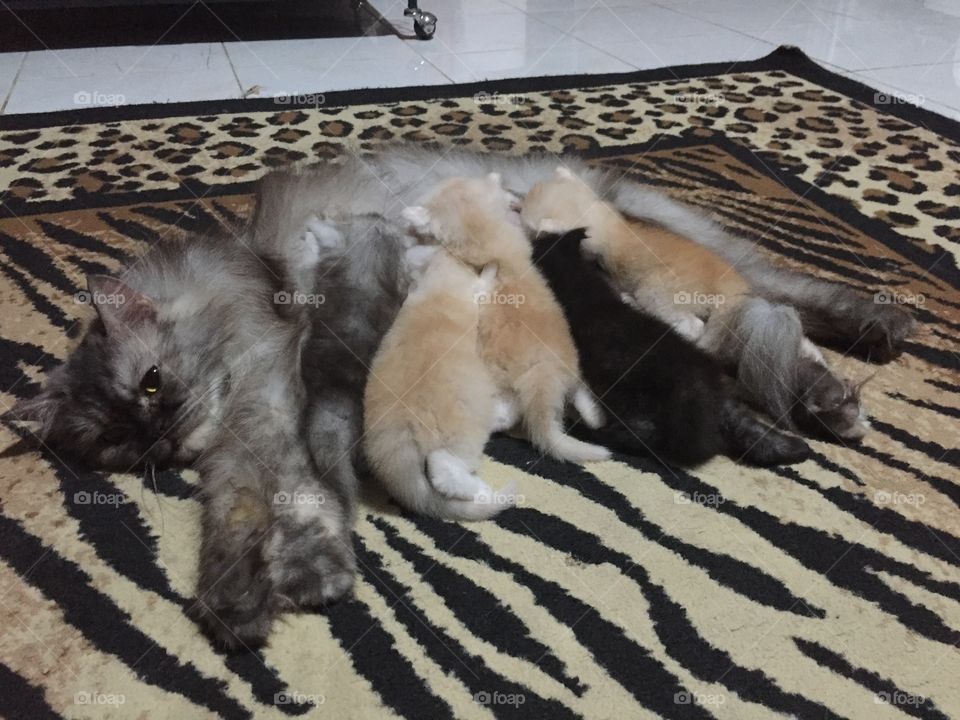Cheris & her babies