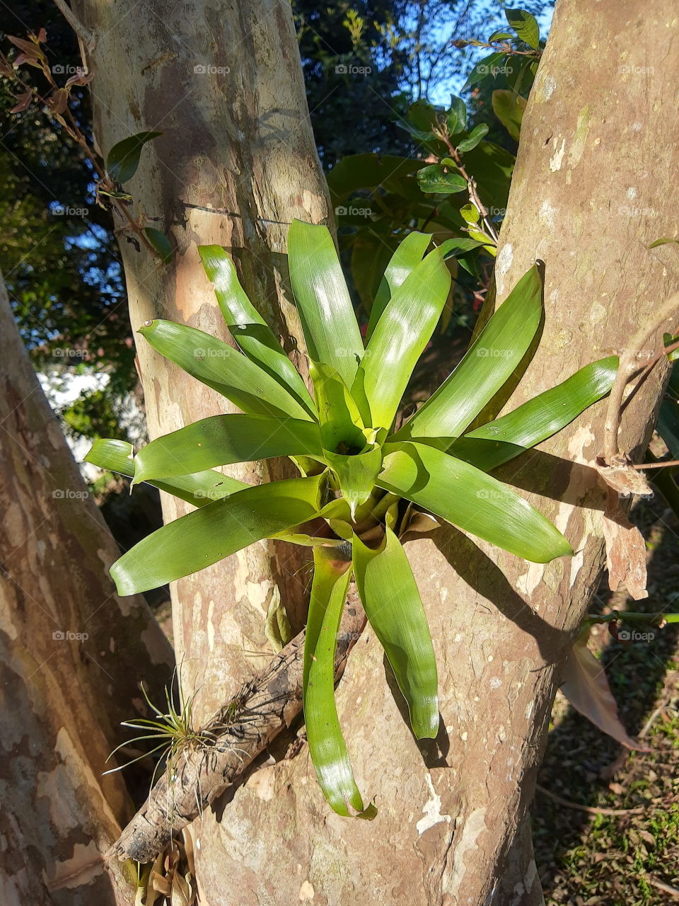 bromeliad