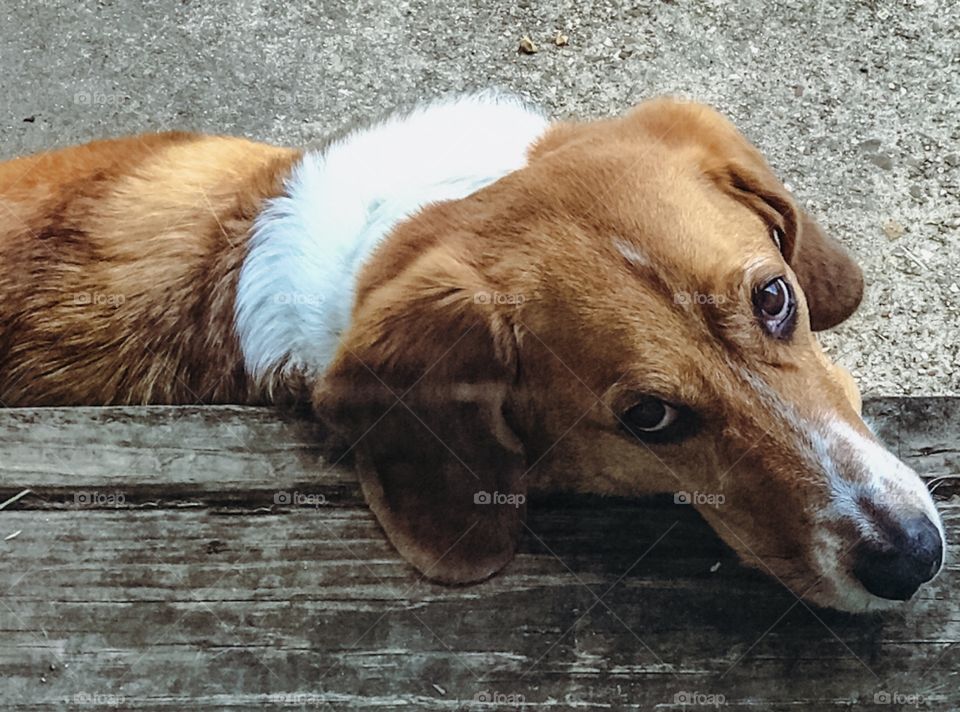 Poor dog is sad because her owner put here on the patio from inside. 
